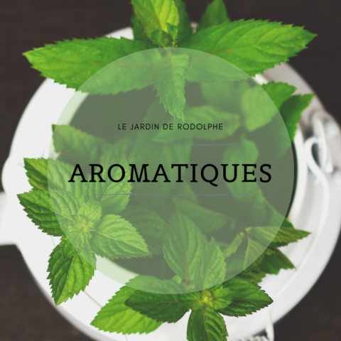 Aromatiques