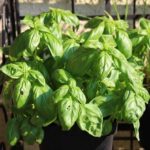 Basilic vert - Ocimum basilicum 'Grand Vert'