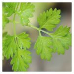 Cerfeuil - Anthriscus cerefolium