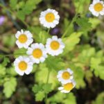 Chrysanthemum parthenium - Grande camomille - Tanaisie