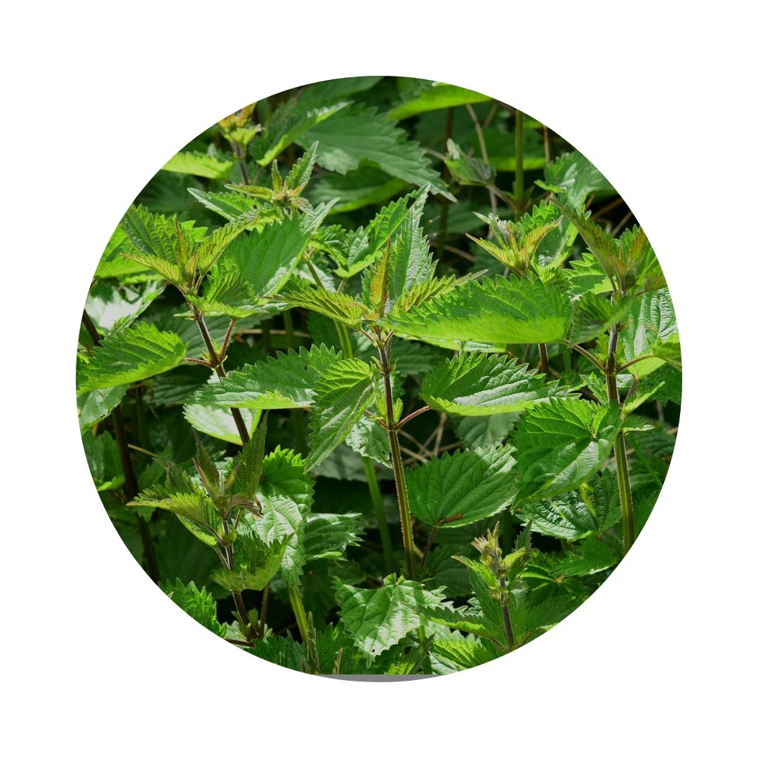 Purin d'Ortie - Le jardin de Rodolphe