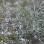 Fenouil bronze - Foeniculum vulgare 'Purpureum'