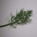 Fenouil commun - Foeniculum vulgare - fenouil romain
