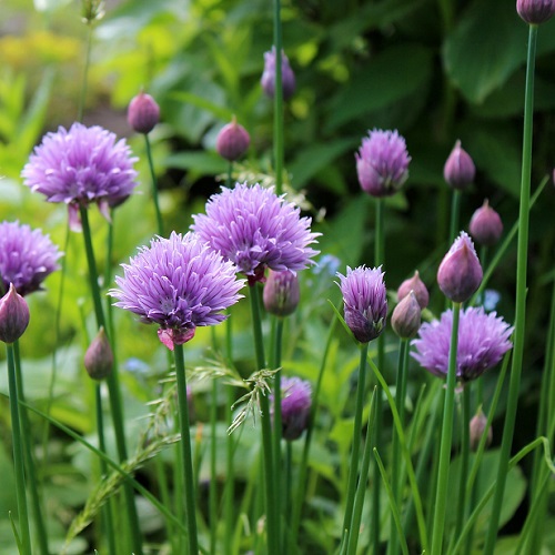 Ciboulette - Allium schoenoprasum - Civette - le Jardin de Rodolphe