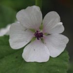 Guimauve officinale - Althaea officinalis