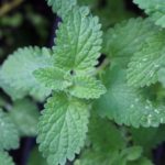 Mélisse citronnelle - Mélisse officinale