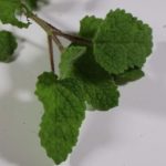 Mélisse orange - Melissa officinalis 'Altissima'