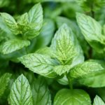 Menthe Fraise