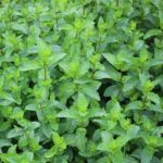 Menthe Marocaine - Mentha spicata 'Nanah'