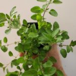 Origan marjolaine - Origanum majorana