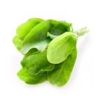 Oseille verte- Oseille commune - Rumex acetosa