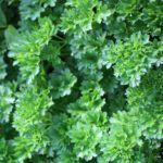 Persil frisé - Petroselinum crispum var - crispum