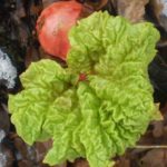 Rhubarbe - Rheum