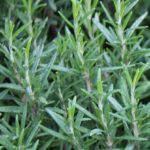 Romarin officinal - Rosmarinus officinalis