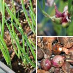 Oignon rocambole - Allium cepa f. proliferum