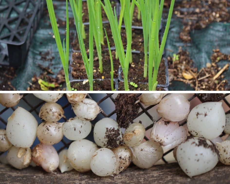 10 légumes perpétuels ou légumes vivaces pour potager durable et