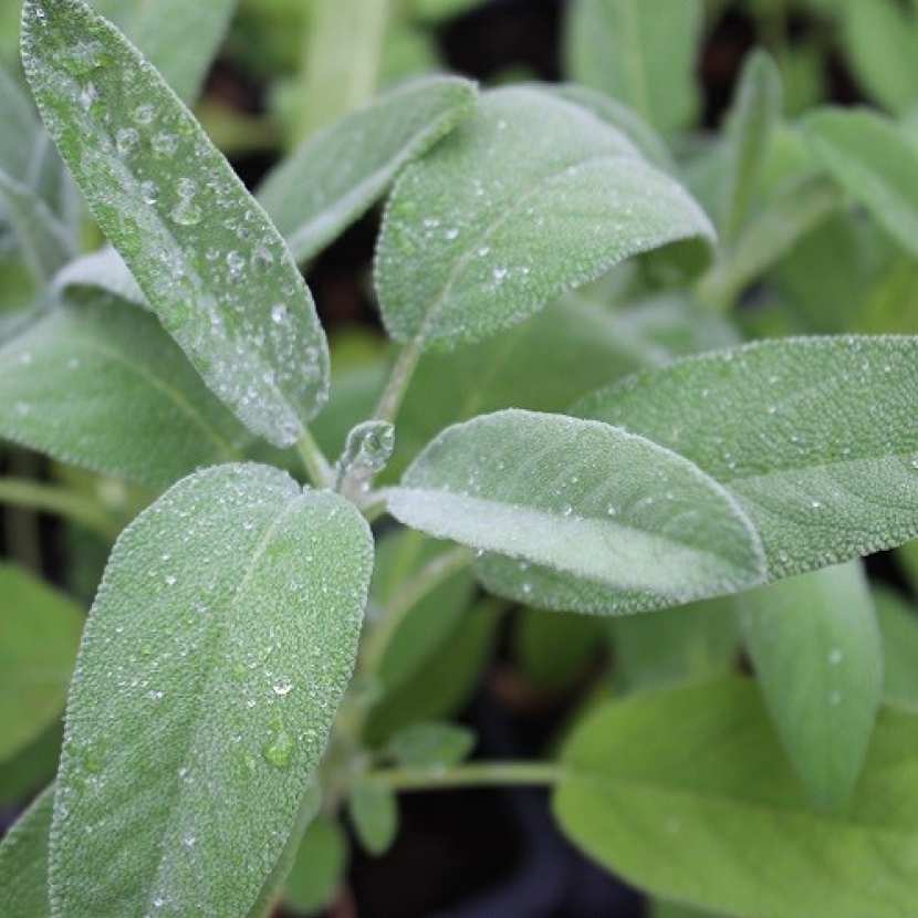 Graines De Sauge Bio Salvia Officinalis - Sachet De 60 Graines - Plante Aromatique Et Médicinale - Pour Cuisine Et Jardin