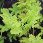 Tanaisie crispée-Tanacetum vulgare
