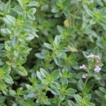 Thym citron - Thymus 'Culinary Lemon'