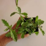Verbena officinalis - Verveine officinale