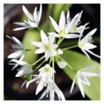 Ail des ours - Ail sauvage - Allium ursinum