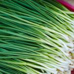 Ciboule ail- Allium tuberosum - Ciboule de Chine - Ciboulette Chinoise