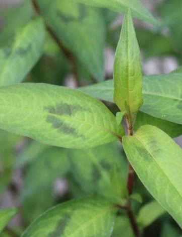 Coriandre vietnamienne – Basilic chinois – Persicaria odorata - Rau ram