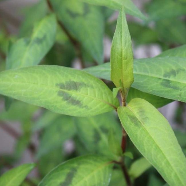 Coriandre vietnamienne – Basilic chinois – Persicaria odorata - Rau ram