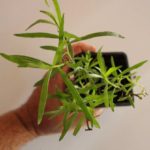 Estragon de provence - artemisia dracunculus