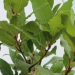 Laurier sauce - Laurus nobilis