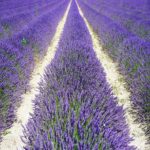 Lavande officinale - Lavandula angustifolia - lavande vraie