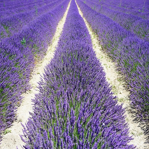 Lavande officinale - Lavandula angustifolia - lavande vraie