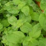 Menthe Banane - Mentha arvensis banana