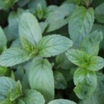 Menthe poivre - Mentha x piperita
