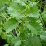 Pimprenelle - Sanguisorba minor