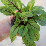 Oseille sanguine - Rumex sanguineus