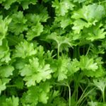 Persil commun - Persil plat - Persil simple - Petroselinum crispum.