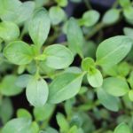 Thym serpolet - Thymus serpyllum