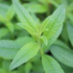 Aloysia citriodora - Verveine odorante