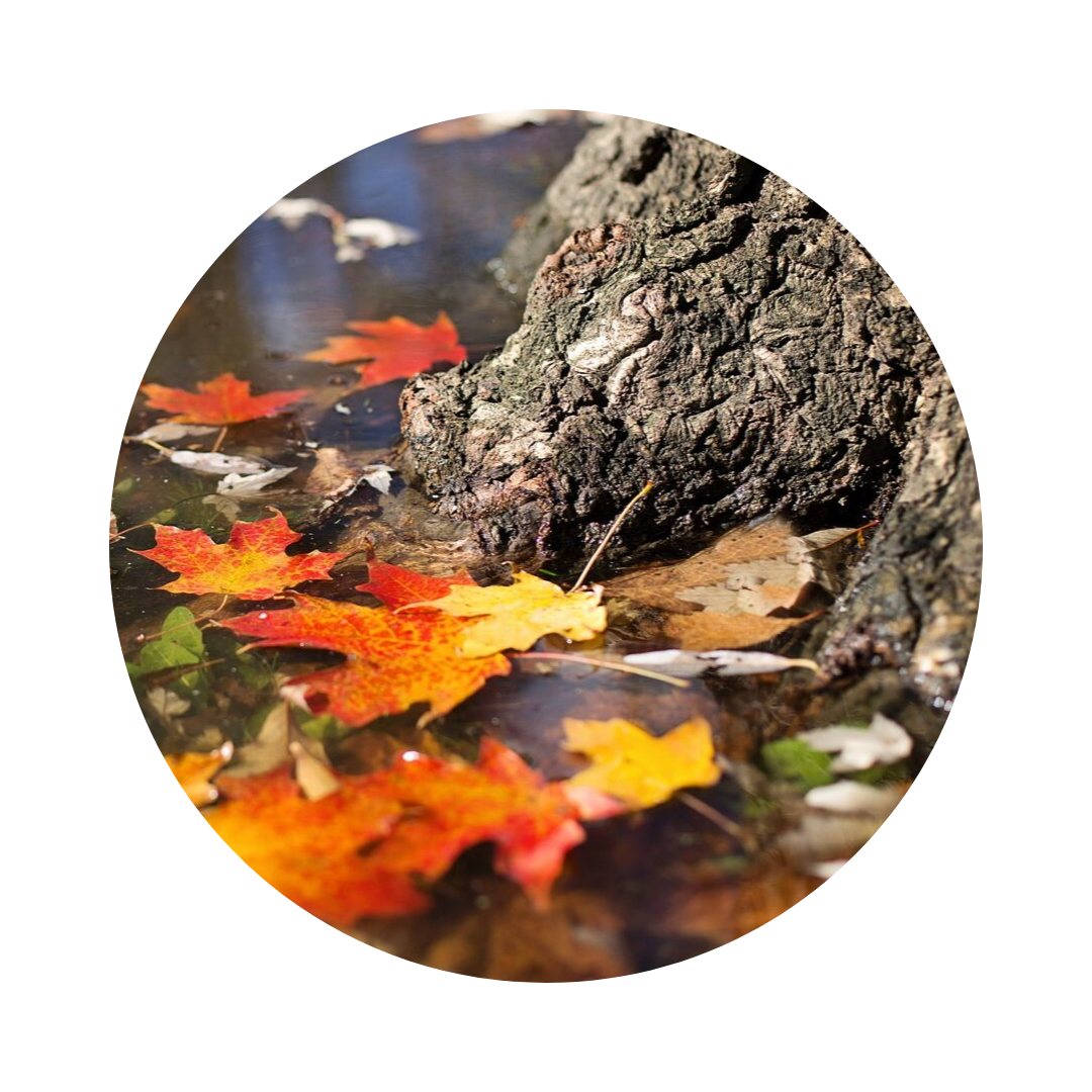 Almanach 2019 : Novembre dans mon Jardin - Le jardin de Rodolphe