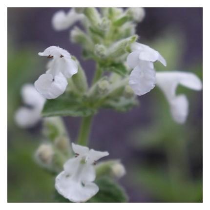 Nepeta Mussinii Herbe Aux Chats Cataire Le Jardin De Rodolphe Nepeta Mussinii Herbe Aux Chats Cataire Le Jardin De Rodolphe
