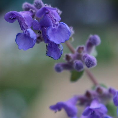 Nepeta Mussinii Herbe Aux Chats Cataire Le Jardin De Rodolphe Nepeta Mussinii Herbe Aux Chats Cataire Le Jardin De Rodolphe