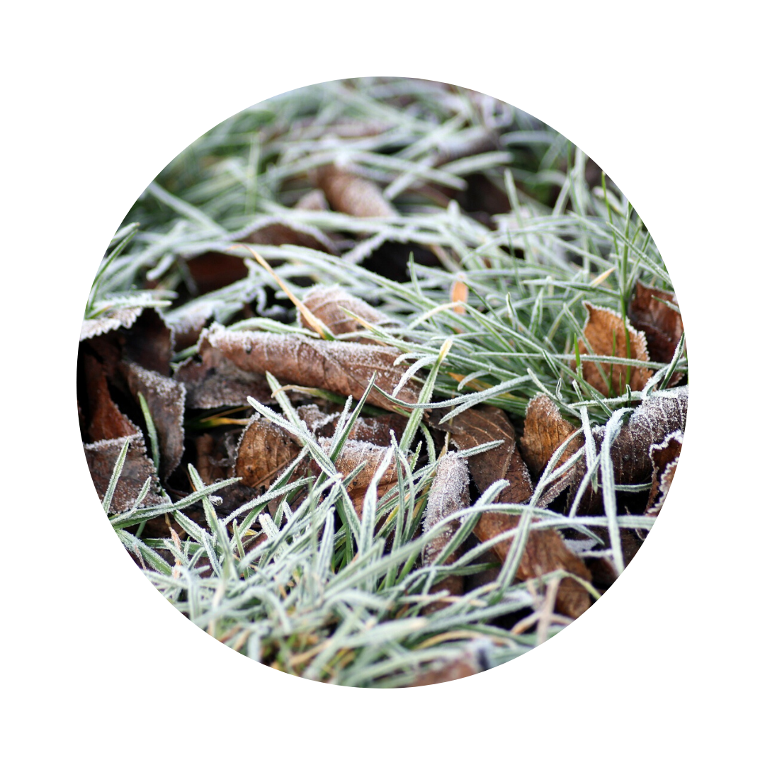 Almanach 2023 - Préparez vos jardins en Janvier - Le Jardin de Rodolphe