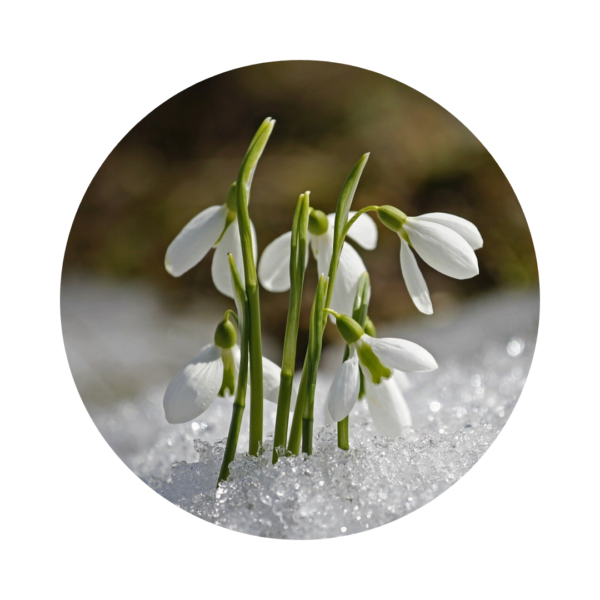 Le Jardin de Rodolphe votre pépinière en ligne