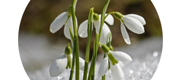 Almanach 2020 - Février dans vos jardins