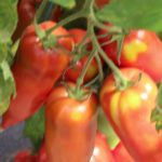 Tomates Andine Cornue des Andes