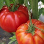 Tomates Marmande