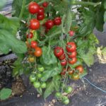 Tomates Cerise  Cherry Delight
