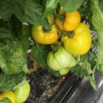 Tomate Ananas