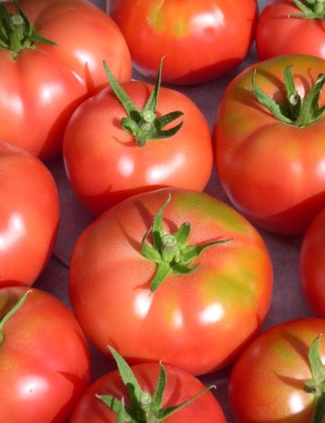 plant tomate rose de berne